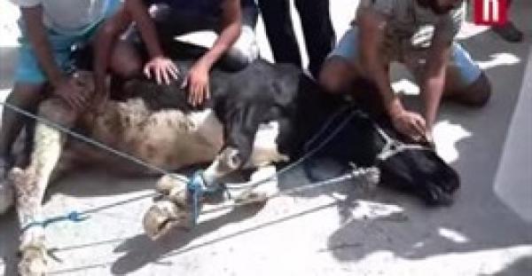 بالفيديو.. عجل هائج يفر من أصحابه ويهاجم العشرات أثناء مطاردته