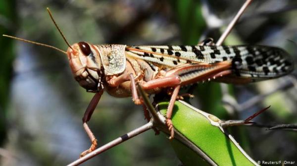 محاربة الجراد بتحويله إلى كباب في كينيا