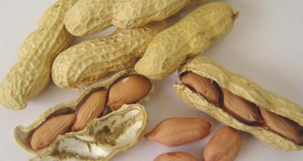 العلماء يوصون بتناول الفول السوداني إلى جانب الأطعمة الدسمة!