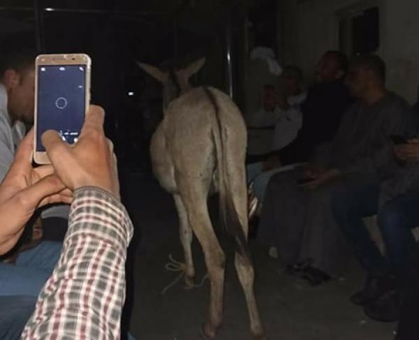 مصر: حمار يستقل القطار وسط ذهول الركاب وصاحبه يتكبد غرامة