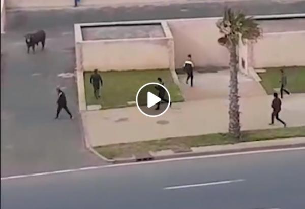 شاهد من زاوية أخرى ...ثورٌ هائج يصيب شخصين وسط الرباط ويرسلُهما إلى المستشفى
