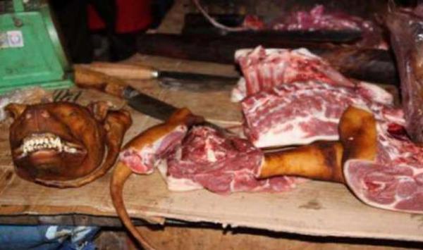 بعد الحمير ، لحوم الكلاب على موائد المغاربة، وهذا ما تم ضبطه صدفة بالدار البيضاء