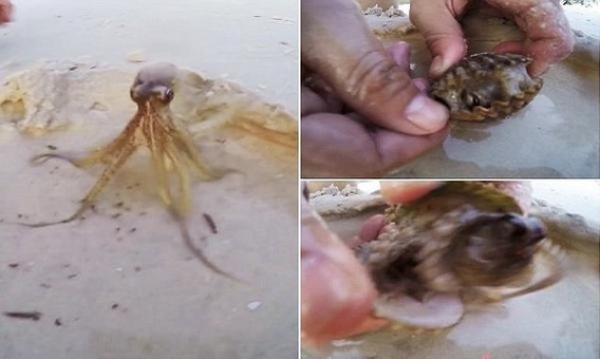 بالفيديو: أخطبوط يختبىء في مكان لا يخطر على بال