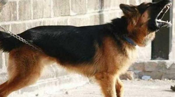 نباح كلب يؤدي إلى شجار مميت خلال مباراة كريكت في الهند