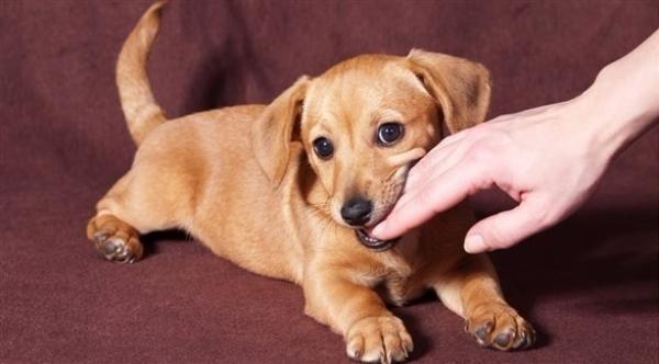 متى تستلزم عضة الحيوانات تدخل الطبيب؟