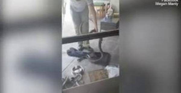 بالفيديو والصور.. أم تمسك بثعبان ضخم حاول الاقتراب من طفلها