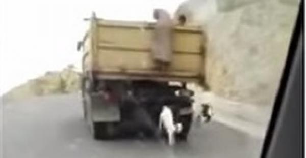 بالفيديو.. رجلان يتسلقان سيارة مسرعة ويسرقان 5 معزات من أعلاها