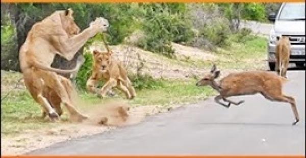 غزالة تندم بعد الانقضاض على عائلة أسود في مشهد غريب (فيديو)