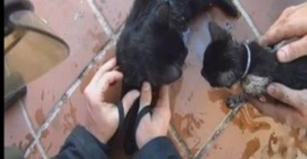 بالفيديو.. لقطات مؤثرة لرجال إطفاء يعيدون 4 قطط إلى الحياة