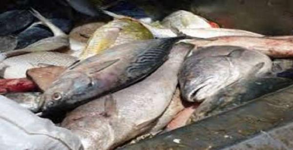 السلطات تحجز أسماكا فاسدة بالسوق والبائع يلوذ بالفرار !