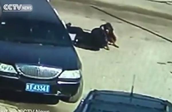 بالفيديو: ستيني يستخدم الكونغ فو للتغلب على كلب متوحش