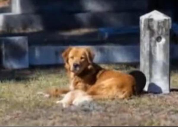 بالفيديو: كلبة حزينة ترفض فراق جروها الميت لعدة أيام