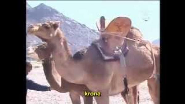 مسابقة أفضل ناقة حلوب