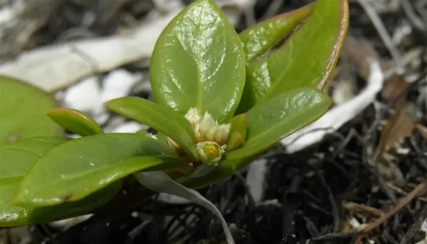 "عشبة يوسف" تبهر العلماء.. اكتشاف نباتي قد يخفف آلام المفاصل بلا آثار جانبية