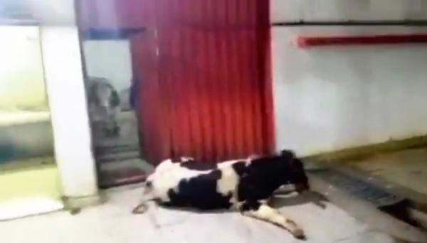 بعد الضجة التي أثارها فيديو مجزرة الجديدة...النيابة العامة تدخل على الخط وهذا ما قررته