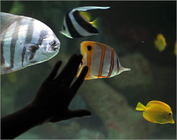 أطراف الإنسان وقلبه قابلة للنمو مجددا