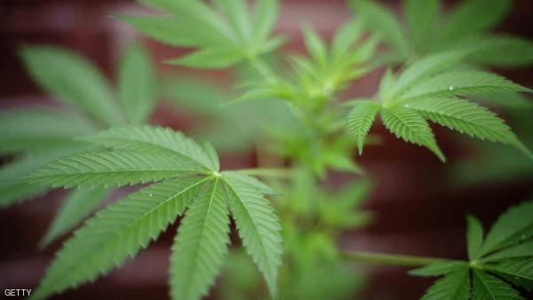 تدخين الحشيش يؤثر سلبا على محاولة الإنجاب