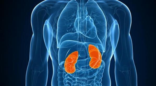 اختبارات الكلى تتنبأ بمشاكل القلب والأوعية