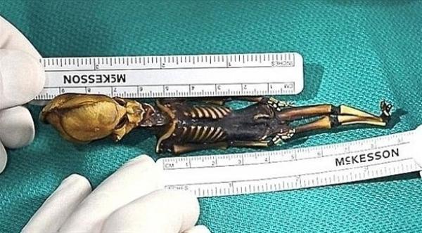 هيكل عظمي بطول 6 بوصات يثير حيرة العلماء