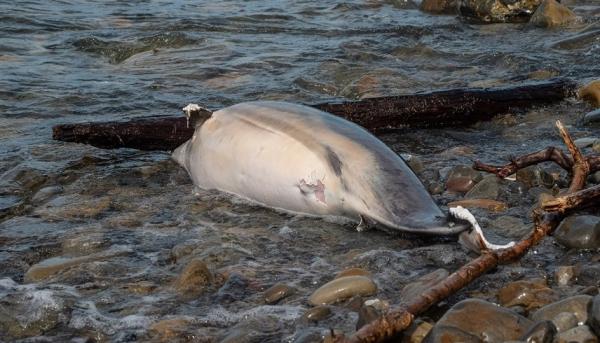 نفوق أكثر من 100 دولفين في منطقة الأمازون
