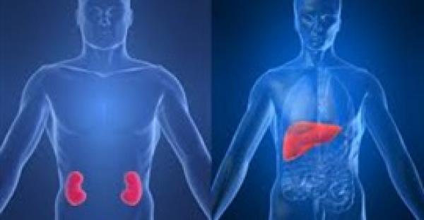 10 نصائح للحفاظ على صحة الكبد والكليتين
