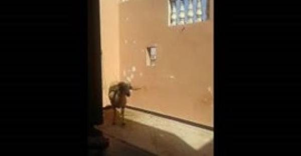 بالفيديو.. رد فعل خروف شاهد ذبح آخر