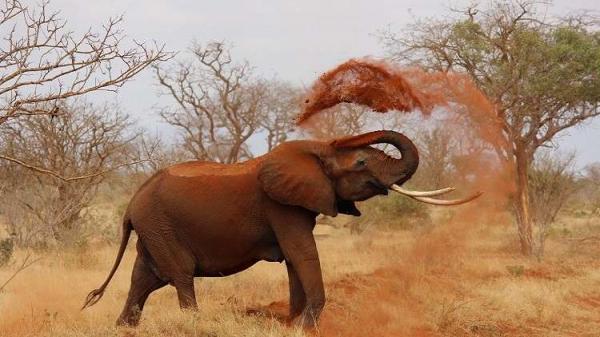 فيل هائج "يسحق" سيارة مليئة بالسياح! (فيديو)