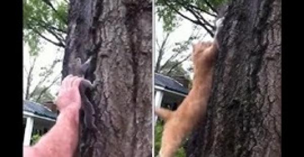 إطلاق سراح سنجاب مصاب ينتهى بشكل غير متوقع (فيديو وصور)