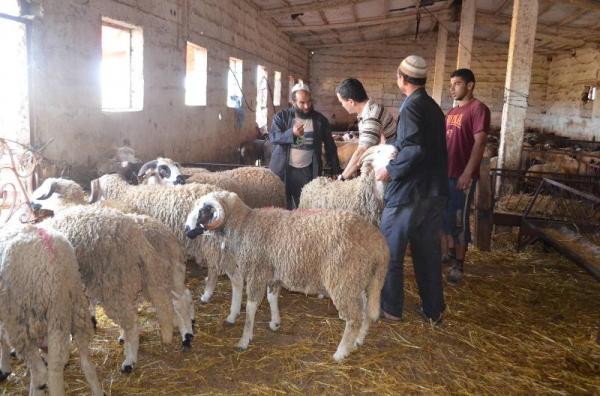 بالفيديو : " أخبارنا المغربية " تقرب زوارها من أسعار الأكباش أيام قليلة قبيل عيد الأضحى