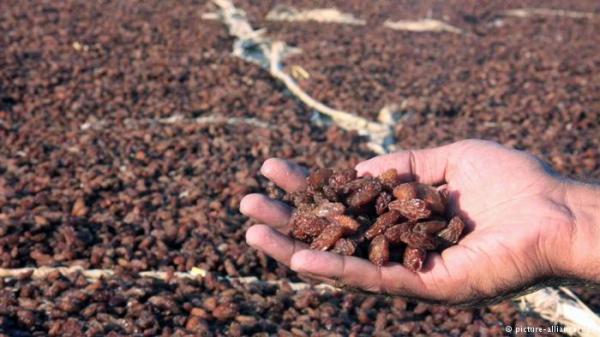 الزبيب - فاكهة مجففة ذات فوائد جمة