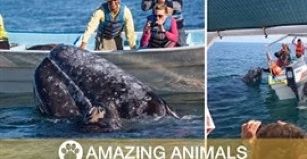 بالفيديو.. سائح يحصل على قبلة من حوت صغير