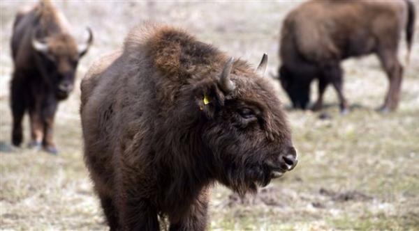 ألمانيا: الشرطة تقتل حيواناً نادراً.. يظهر للمرة الأولى منذ 250 عاماً