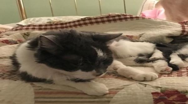 تنفق 19000 دولار لزرع كلية لقطها المفضل