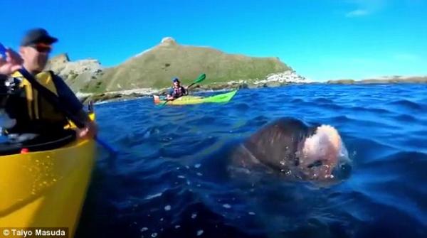 كلب بحر يلقي أخطبوطا بوجه راكب قارب (فيديو  )