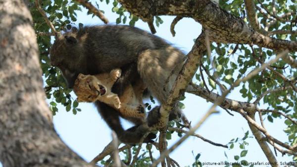 "عصابة" من القردة تختظف شبلاً لسبب غريب!