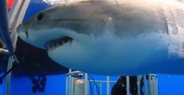 رد فعل غواص شجاع لإنقاذ قرش أبيض (فيديو)