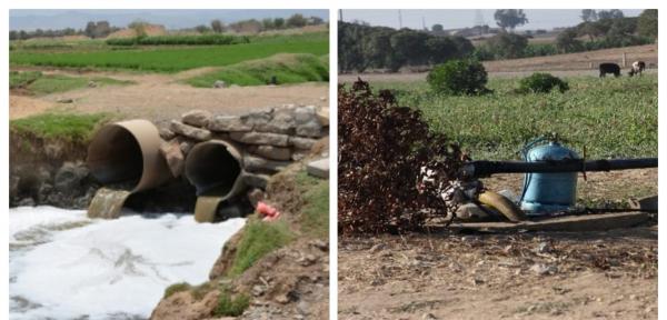 خاص: حقول زراعية تستعمل مياه للصرف الصحي تهدد صحة وحياة المراكشيين