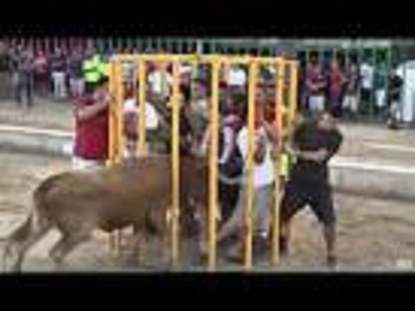 احتموا داخل قفص حديدي و لكن الثور الهائج كان له رأي آخر