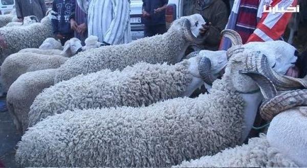 أجواء قبل يوم من عيد الأضحى من السوق الأسبوعي بسطات .. "الحولي موجود"
