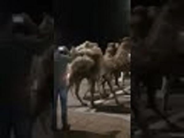 انفجار بندقية كاد يحول زفاف مقرب من "ولد الرشيد" إلى فاجعة وهذا ما وقع(فيديو)