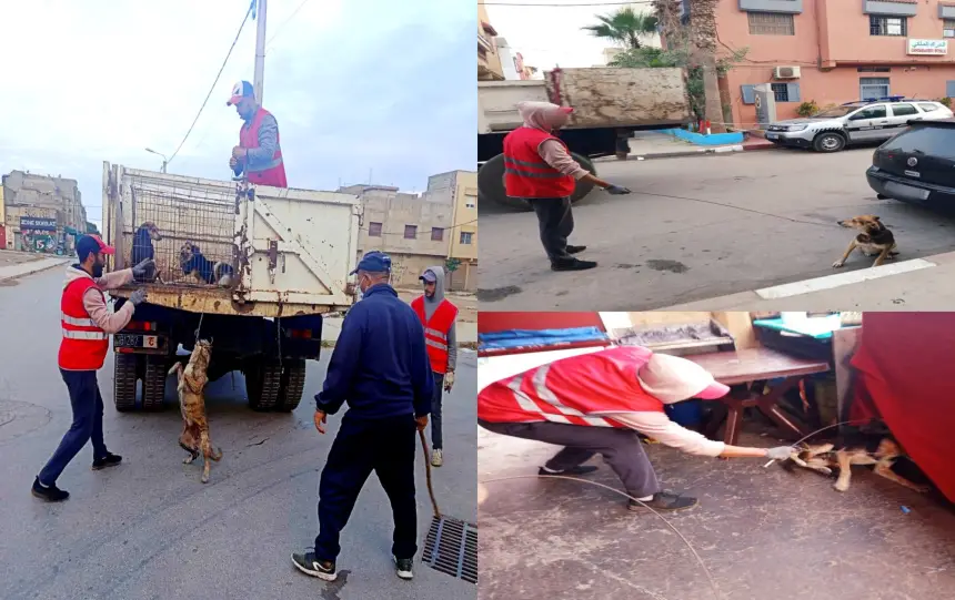 تحت ضغط الساكنة.. جماعة "صباح" تتحرك متأخرة لانتشال الكلاب الضالة بعد فاجعة الأربعاء الأسود