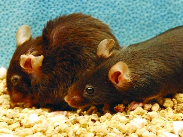 إكسير الشباب أصبح قريب المنال