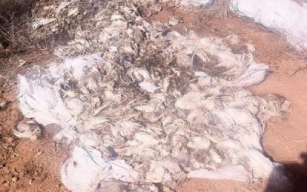 علف «فاسد» من فرنسا يقتل آلاف الدجاج في نواحي مراكش