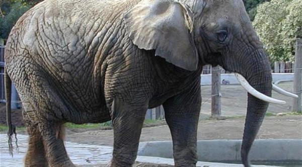 نفوق فيل لإرهاقه في نقل السياح بفيتنام