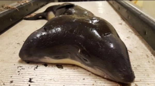 مخلوق بحري غريب برأسين يثير حيرة العلماء