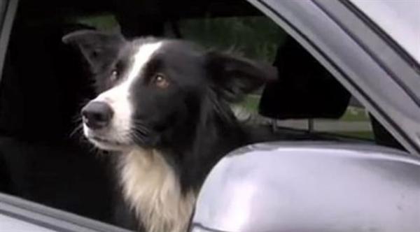 تقوم بإجراءغير متوقع لتبحث عن كلبتها المفقودة