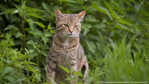 قطة ضُبطت متلبسة بـ"تهريب مخدرات" تفر من السجن