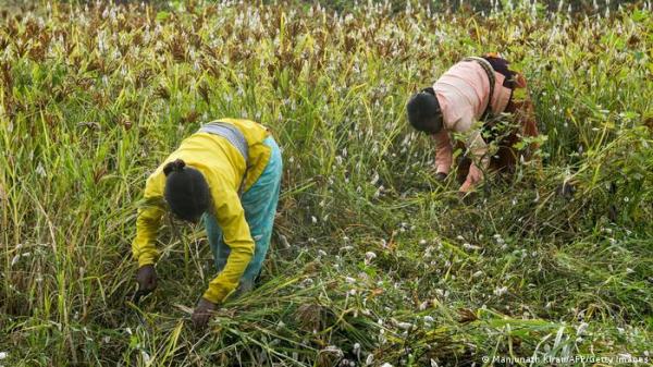 سبعة أغذية "غير معهودة" قد تعتمد عليها البشرية مستقبلاً