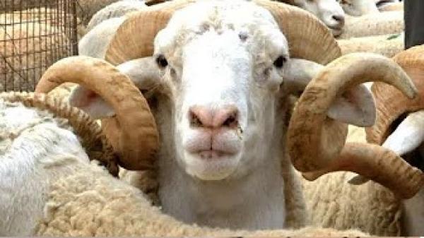 هل تعلم ما هي شروط و أحكام أضحية العيد ؟ و ما هي الحكمة منها ؟ آداب الأضحية في عيد الأضحى