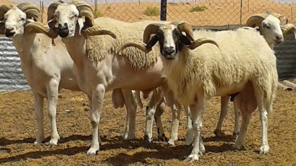 يستغلون الزّحمة.. اللصوص يَستهدفون "الكسابة" في الأسواق الأسبوعية مع قرب عيد الأضحى